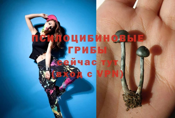 индика Гусев